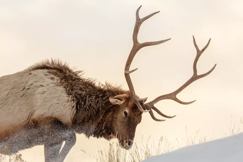 Elk antlers shed in late winter, early spring