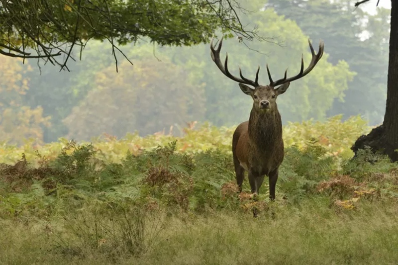 Elk in the Deep Forest