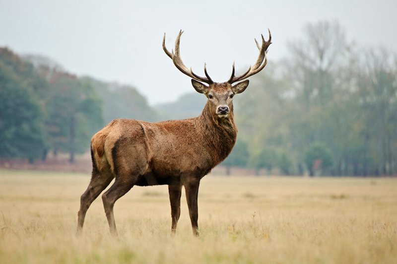 Wild Adult Red Stag
