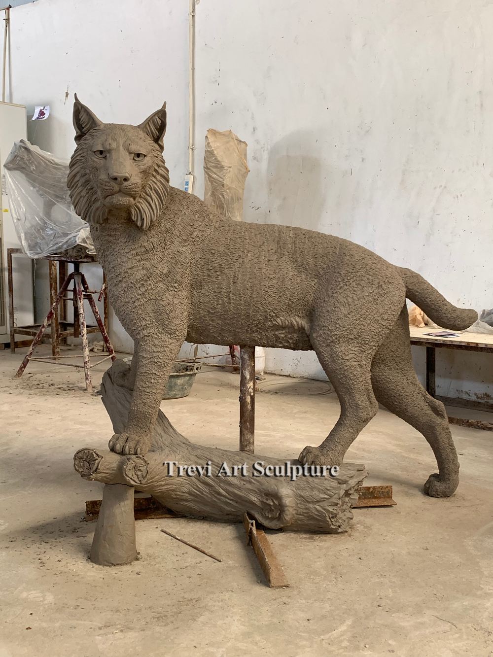 lynx caly model